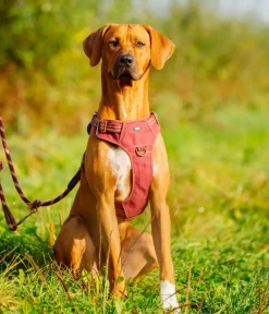 Nobby® Hundehalsbänder & Geschirre > Nobby Hundegechirr porty