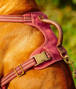 Nobby® Hundehalsbänder & Geschirre > Nobby Hundegechirr porty