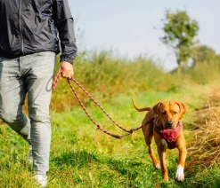 Nobby® Hundehalsbänder & Geschirre - Nobby Hundegechirr porty Rot
