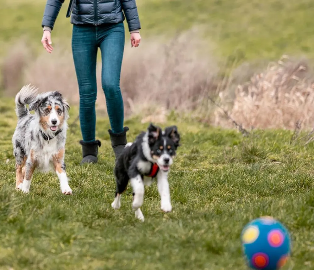 Nobby® Hundespielzeug - Nobby Hundespielzeug Latex-Fußball farblich sortiert, ca. Ø12 cm Bunt