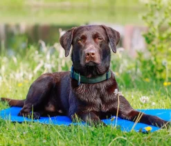 Nobby® Mehr Transport & Unterwegs|Hundedecken - Nobby Kühlmatte Basic, rechteckig, Blau