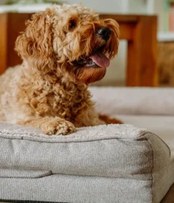 Nobby® Betten & Kissen|Mehr Hundeschlafplätze > Nobby Orthopädisches Komfortsofa Calbu, rechteckig, , ca. B120/H20/T80 cm