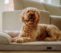 Nobby® Betten & Kissen|Mehr Hundeschlafplätze > Nobby Orthopädisches Komfortsofa Calbu, rechteckig, , ca. B120/H20/T80 cm