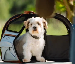 Nobby® Hundetransportboxen - Nobby Transportrucksack Tomek, ca. B43/H28/T20 cm