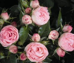 Dehner Rosen > Noblesse® Spray-Rose 'Lovely Rokoko®'