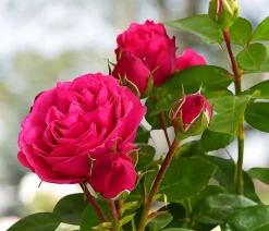 Dehner Rosen > Noblesse® Spray-Rose 'Magic Rokoko®'