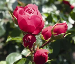 Dehner Noblesse® Spray-Rose 'Magic Rokoko®' Pink Online