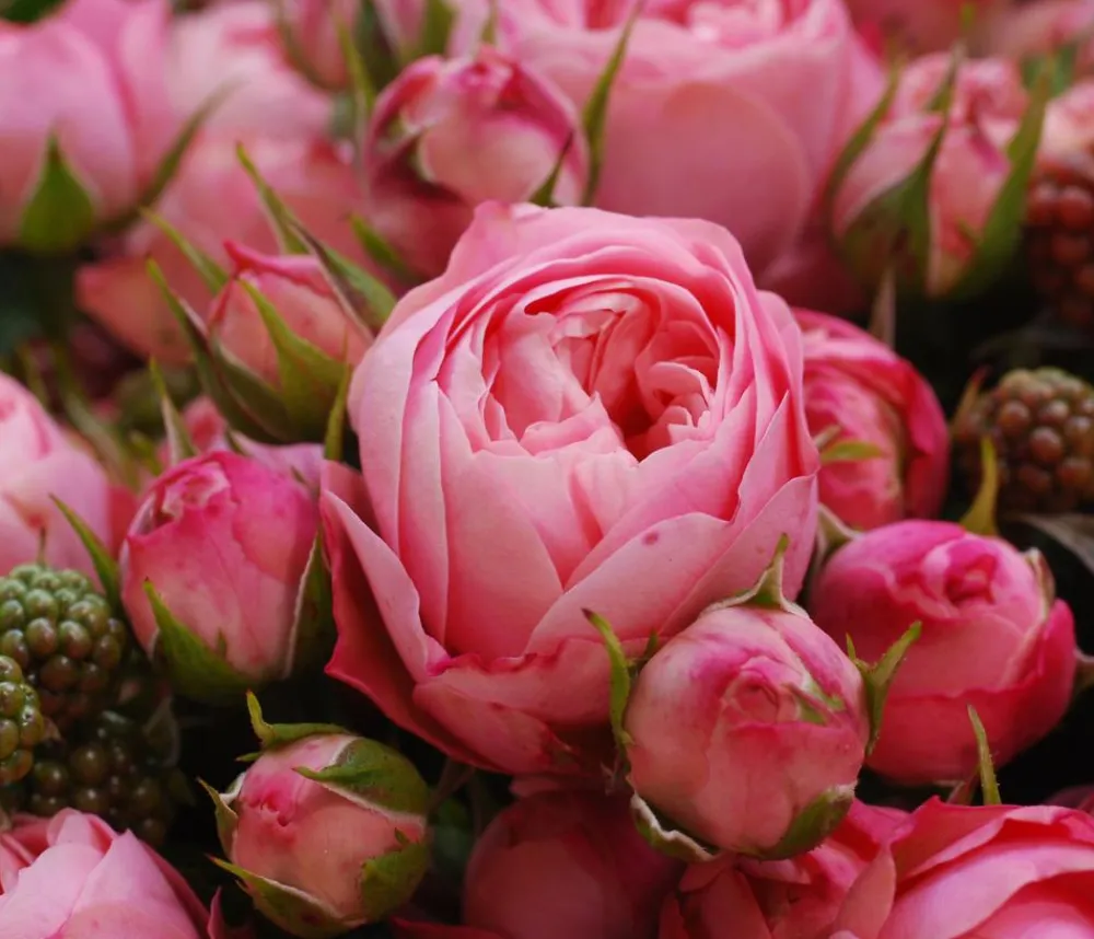 Dehner Rosen - Noblesse® Spray-Rose 'Playful Rokoko®' Rosa