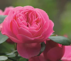 Dehner Rosen - Noblesse® Spray-Rose 'Playful Rokoko®' Rosa