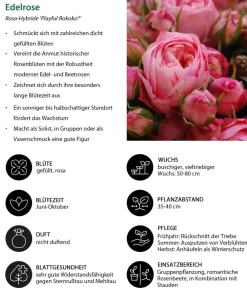 Dehner Rosen - Noblesse® Spray-Rose 'Playful Rokoko®' Rosa