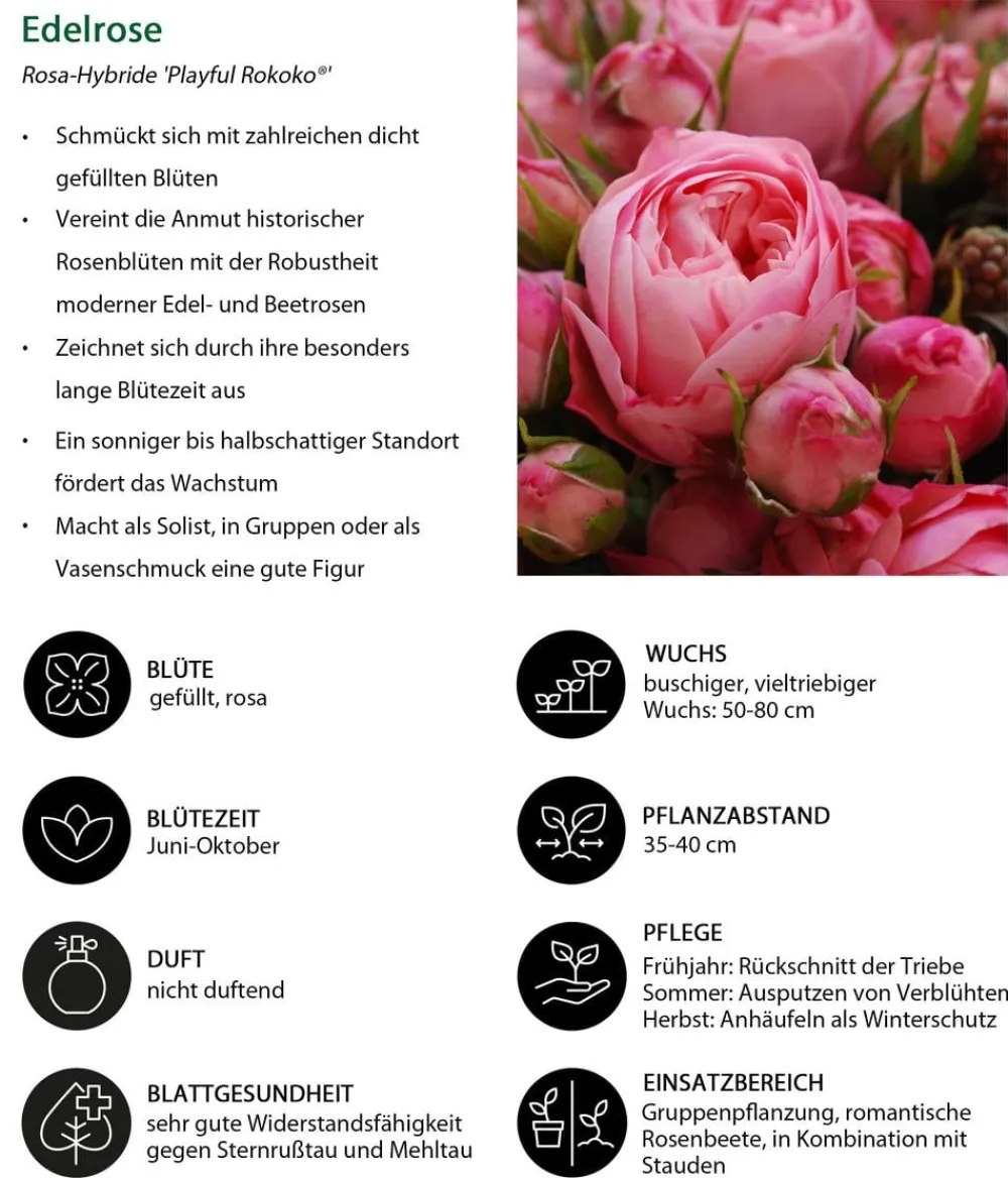 Dehner Rosen - Noblesse® Spray-Rose 'Playful Rokoko®' Rosa