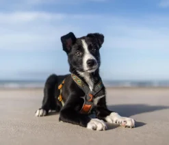 Non-stop dogwear Hundehalsbänder & Geschirre > Hundegeschirr Line Harness 5.0 Rachel Pohl Signature Edition, teal/oak