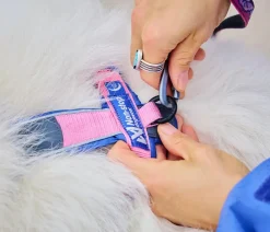 Non-stop dogwear Hundehalsbänder & Geschirre > Hundegeschirr Line Harness 5.0 Rachel Pohl Signature Edition, purple/