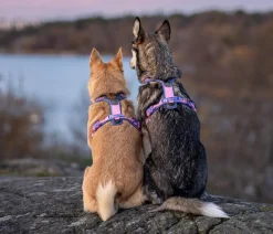 Non-stop dogwear Hundehalsbänder & Geschirre - Hundegeschirr Line Harness 5.0 Rachel Pohl Signature Edition, purple/