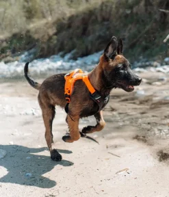 Non-stop dogwear Hundehalsbänder & Geschirre - Hundegechirr Rabe harne, /