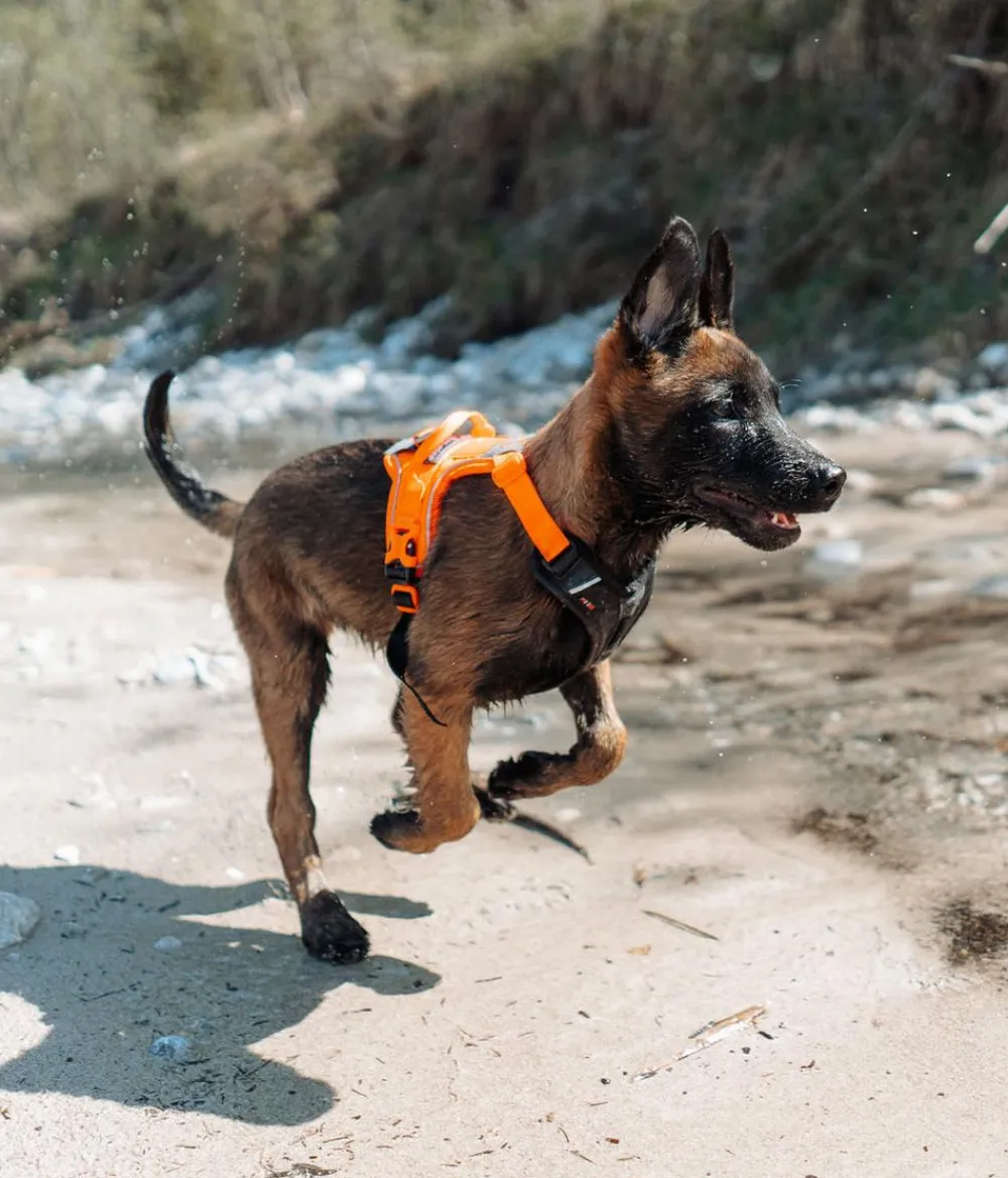 Non-stop dogwear Hundehalsbänder & Geschirre - Hundegechirr Rabe harne, /