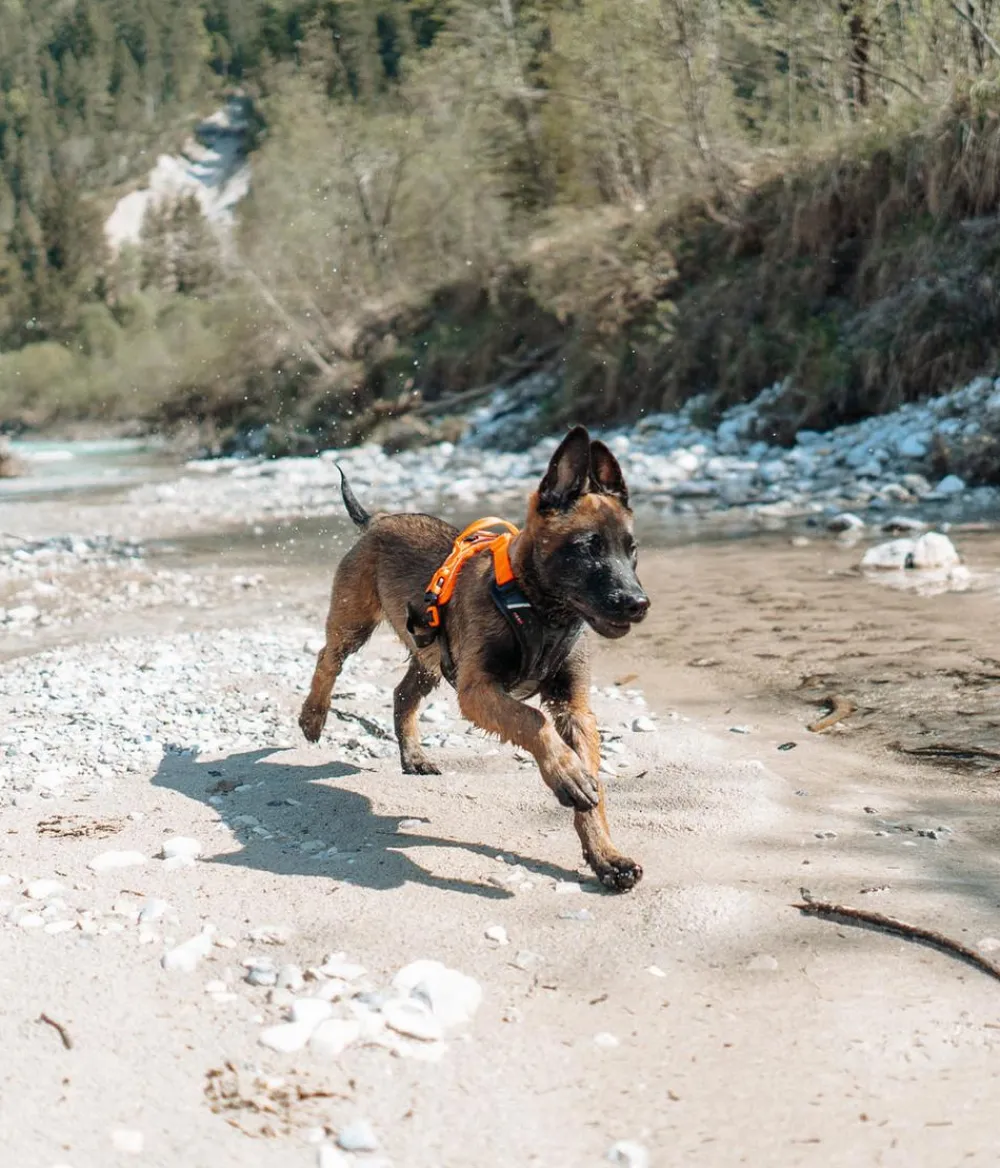 Non-stop dogwear Hundehalsbänder & Geschirre - Hundegechirr Rabe harne, /