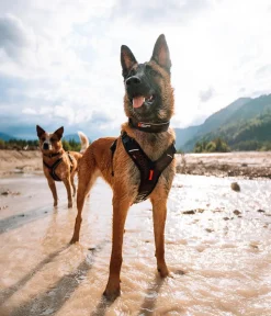 Non-stop dogwear Hundehalsbänder & Geschirre - Hundehaband Rock adjutabe coar, /