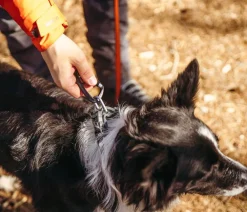 Non-stop dogwear Hundehalsbänder & Geschirre > Hundehaband Roa coar,