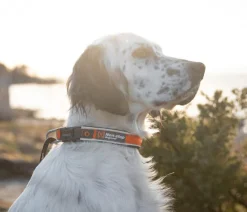 Non-stop dogwear Hundehalsbänder & Geschirre - Hundehaband Roa coar, Orange