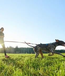 Non-stop dogwear Hundeleine Bungee leash, / Hot