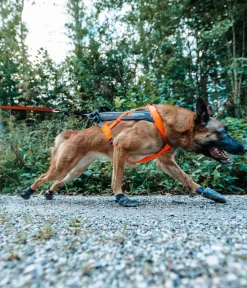 Non-stop dogwear Hunde-Zuggeschirr Freeotion harness 5.0, /