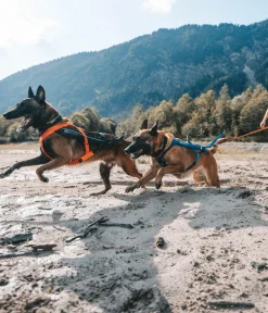 Non-stop dogwear Mehr Transport & Unterwegs|Hundehalsbänder & Geschirre - Hunde-Zuggeschirr Freeotion harness 5.0, /