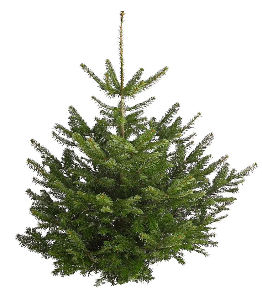 Dehner Nordmann-Tanne, ca. 120-175 cm, gesägt Dunkelgrün Best