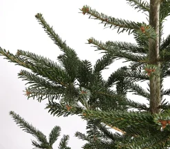 Dehner Nordmann-Tanne, ca. 200-250 cm, gesägt Dunkelgrün Hot
