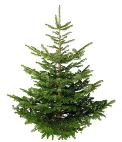 Dehner Koniferen - Nordmann-Tanne, ca. 175-200 cm, gesägt Dunkelgrün