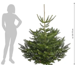 Dehner Koniferen - Nordmann-Tanne, ca. 120-175 cm, gesägt Dunkelgrün