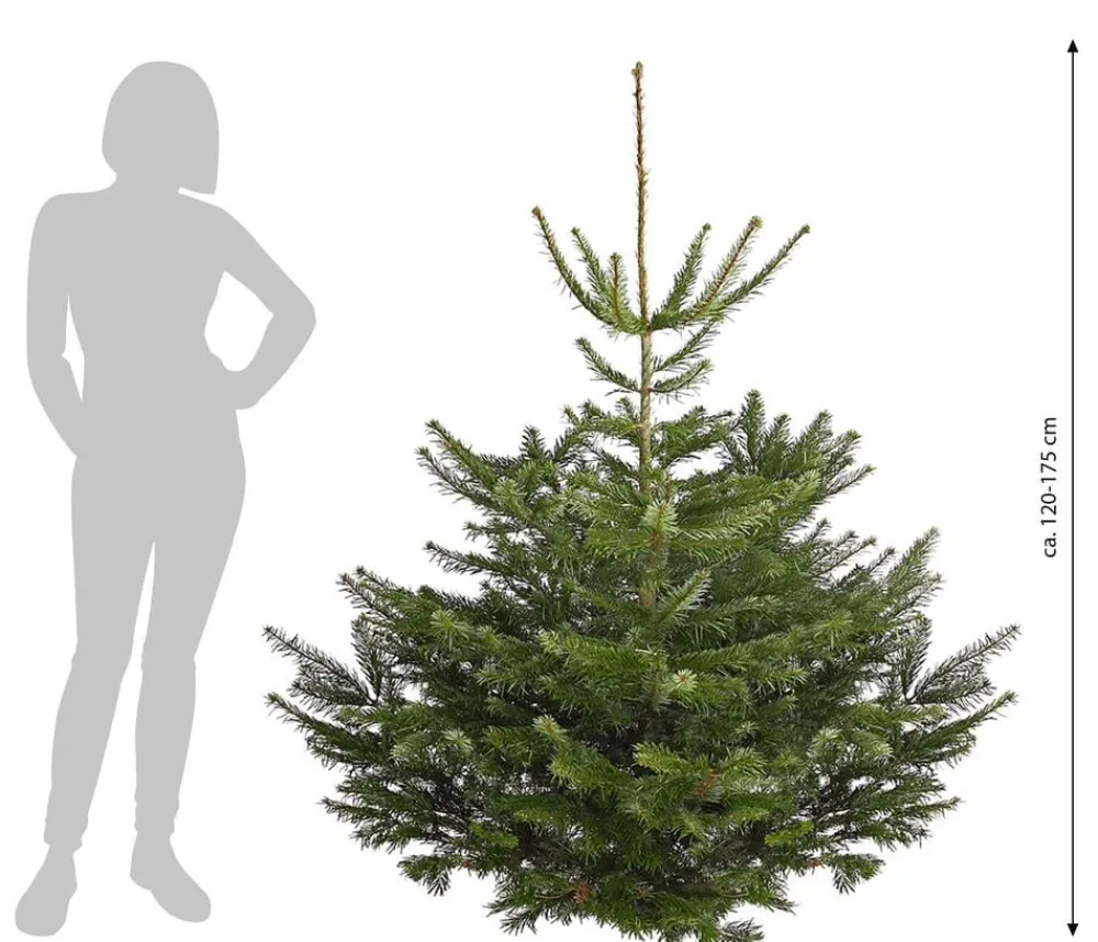 Dehner Koniferen - Nordmann-Tanne, ca. 120-175 cm, gesägt Dunkelgrün