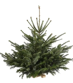 Dehner Koniferen > Nordmann-Tanne, ca. 75-100 cm, gesägt, mit Holzkreuzständer