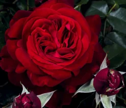 Dehner Rosen > Nostalgie®-Edelrose 'Admiral®'
