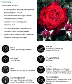 Dehner Rosen - Nostalgie®-Edelrose 'Admiral®' Dunkelrot