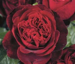 Dehner Rosen - Nostalgie®-Edelrose 'Admiral®' Dunkelrot