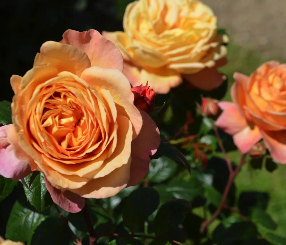 Dehner Nostalgie®-Edelrose 'Capri®' Hot
