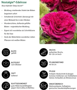 Dehner Rosen - Nostalgie-Edelrose 'Deep Secret'