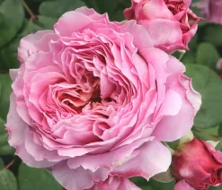 Dehner Nostalgie®-Edelrose 'Eisvogel®' Lavendel Online