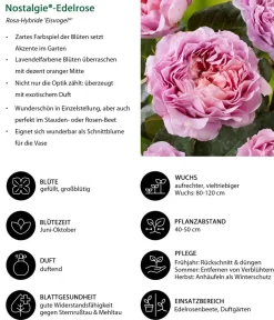 Dehner Rosen - Nostalgie®-Edelrose 'Eisvogel®' Lavendel