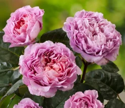 Dehner Rosen - Nostalgie®-Edelrose 'Eisvogel®' Lavendel