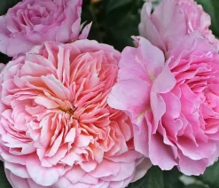 Dehner Rosen - Nostalgie®-Edelrose 'Eisvogel®' Lavendel