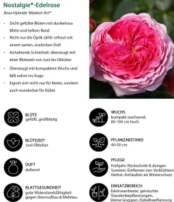 Dehner Rosen > Nostalgie®-Edelrose 'Modern Art®'