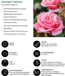 Dehner Rosen > Nostalgie®-Edelrose 'Wildberry®'