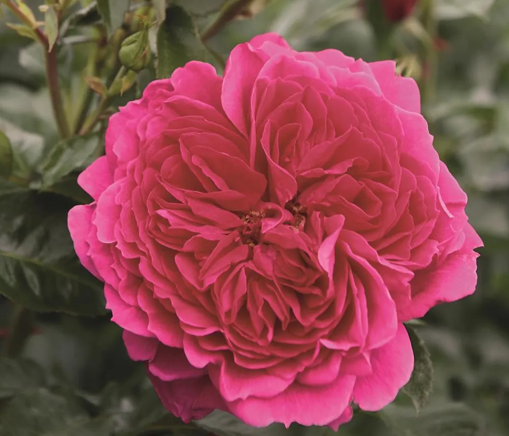 Dehner Rosen - Nostalgie®-Strauchrose 'Soul®' Pink