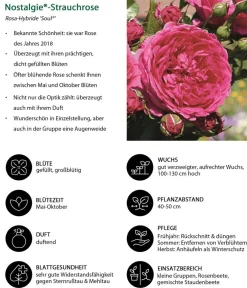 Dehner Rosen - Nostalgie®-Strauchrose 'Soul®' Pink