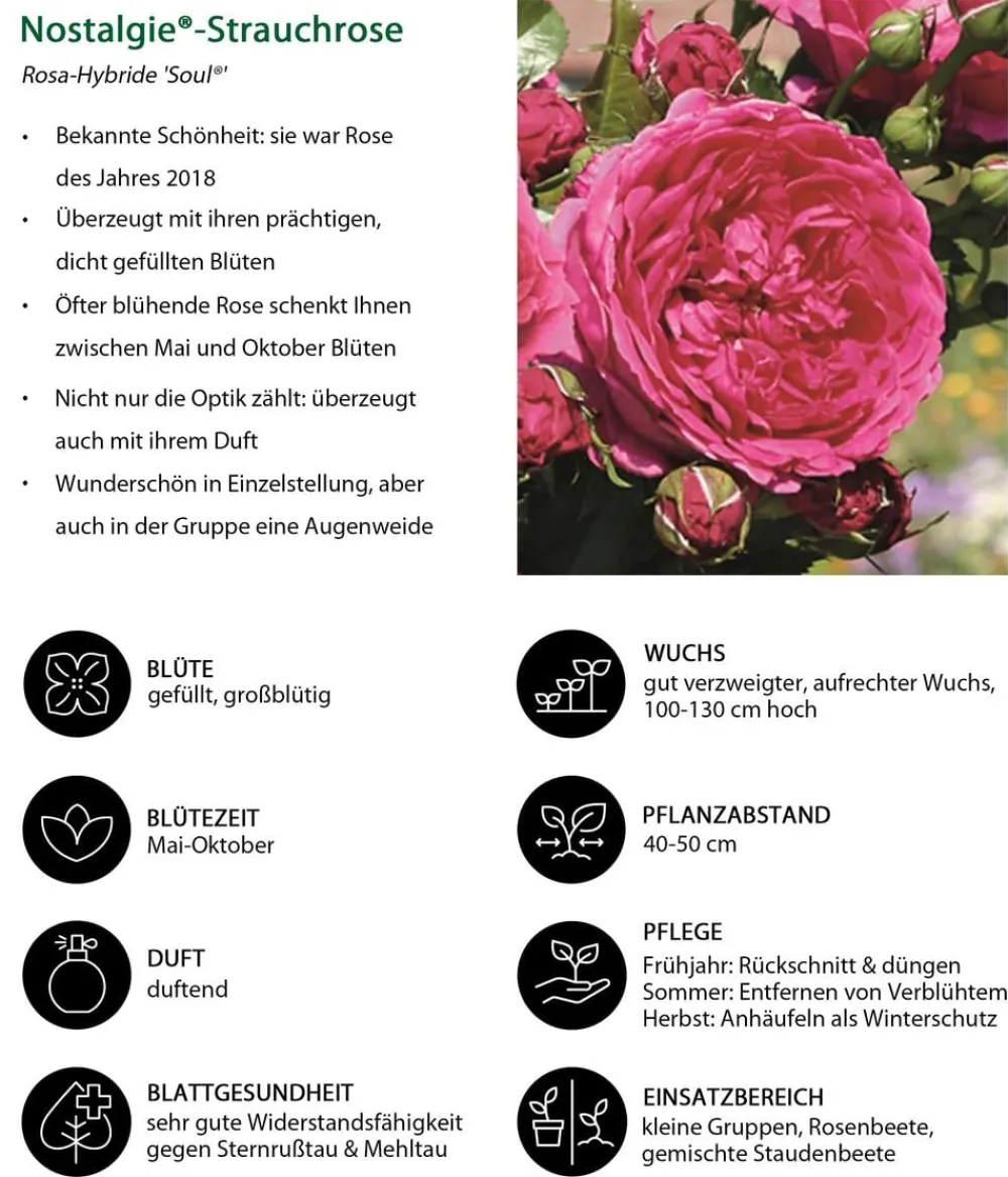 Dehner Rosen - Nostalgie®-Strauchrose 'Soul®' Pink