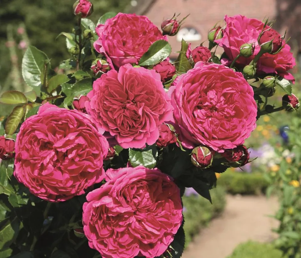 Dehner Rosen - Nostalgie®-Strauchrose 'Soul®' Pink