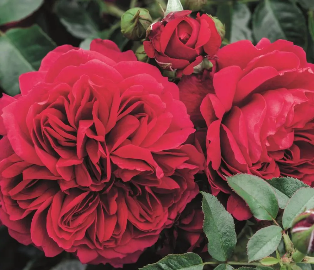 Dehner Rosen - Nostalgie®-Strauchrose 'Soul®' Pink