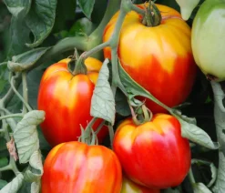 Dehner Ochsenherztomate 'Fleurette' Rot Best